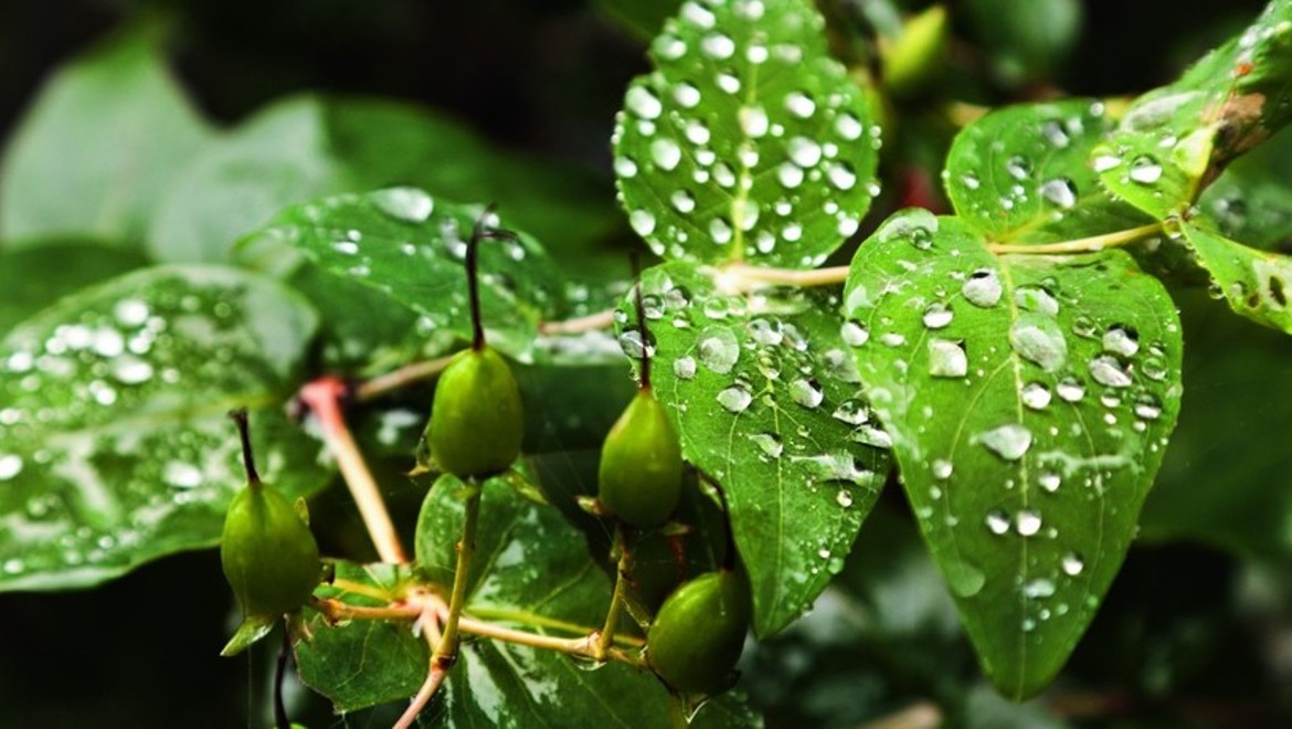 Green Leaves